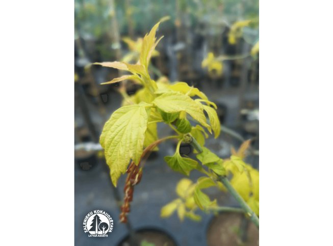 Acer negundo   'Auratum'